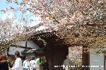 嵯峨野界隈　桜紀行 : ぼたん桜に山門