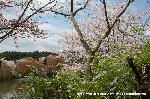 嵯峨野界隈　桜紀行