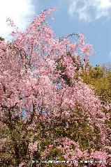 嵯峨野界隈　桜紀行