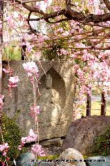 嵯峨野界隈　桜紀行 : 紅枝垂れ越しに石仏
