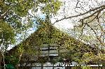 嵯峨野界隈　桜紀行 : 庫裏にもみじ