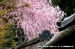 嵯峨野界隈　桜紀行 : 勅使門より左方を見ると・・・