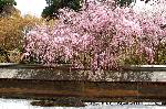 嵯峨野界隈　桜紀行