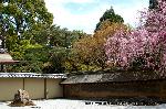 嵯峨野界隈　桜紀行