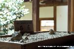 嵯峨野界隈　桜紀行 : 枯山水石庭模型