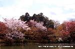 嵯峨野界隈　桜紀行