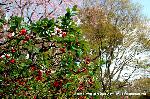 知られざる桜の見所 : ボケ/紅しだれ/木蓮