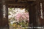 嵯峨野界隈　桜紀行 : 総門は桜の額縁