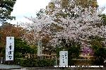 嵯峨野界隈　桜紀行 : 恒例の華道祭に花見