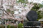 洛中洛外京桜図　一見さんの桜に通の桜編　その一