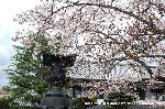 嵯峨野界隈　桜紀行 : いけはな嵯峨御流の本拠地