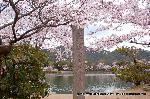 洛中洛外京桜図　一見さんの桜に通の桜編　その一