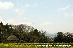 洛中洛外京桜図　一見さんの桜に通の桜　編　その三 : 　