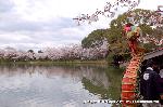 嵯峨野界隈　桜紀行 : 鷁首船に大沢池