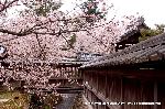嵯峨野界隈　桜紀行