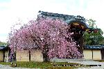 嵯峨野界隈　桜紀行 : 紅枝垂桜に勅使門
