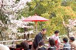 嵯峨野界隈　桜紀行 : 茶席