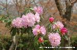 洛中洛外京桜図　一見さんの桜に通の桜　編　その二 : 芍薬