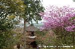 嵯峨野界隈　桜紀行 : 多宝塔とみつばつつじ