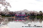 嵯峨野界隈　桜紀行 : 鴨に龍頭船が浮かぶ