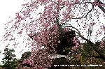 嵯峨野界隈　桜紀行 : 紅枝垂桜に多宝塔