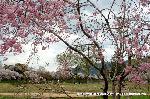 嵯峨野界隈　桜紀行 : 名古曾滝址より大沢池
