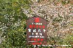 洛中洛外京桜図　一見さんの桜に通の桜　編　その四