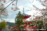 嵯峨野界隈　桜紀行 : 桜に多宝塔