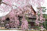 嵯峨野界隈　桜紀行 : 紅枝垂桜ごしの宸殿
