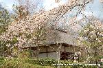 嵯峨野界隈　桜紀行 : 仁王門に枝垂桜