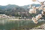 嵯峨野界隈　桜紀行 : お馴染みのアングル