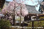 洛中洛外京桜図　一見さんの桜に通の桜　編　その二 : 総門内の紅枝垂桜