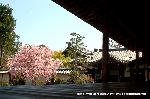 嵯峨野界隈　桜紀行 : 本堂の縁より