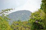 松尾の葵祭 : 別雷神が降臨されたと伝わる神体山の神山(こうやま)