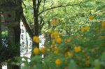 松尾の葵祭 : 山吹まつりの行われている最中に松尾祭は始まる。