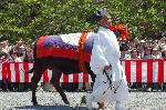 葵祭 　雅と勇壮 : 控えの牛