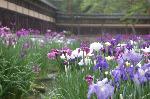 水無月は花菖蒲から : 菖蒲園