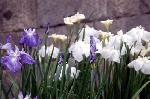 水無月は花菖蒲から : 花菖蒲の網目に斑紋