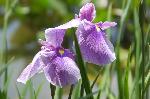 水無月は花菖蒲から : 黄色い斑紋は剣状に尖っている
