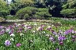 水無月は花菖蒲から : 白虎池の花菖蒲