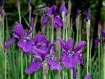 水無月は花菖蒲から : あやめ(菖蒲)