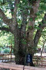京の水無月花暦 : 真如堂の菩提樹