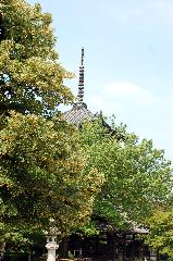 京の水無月花暦