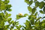京の水無月花暦 : 夏椿・沙羅