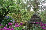 京の水無月花暦 : 水無月の両横綱の花である
