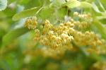 京の水無月花暦 : 菩提樹の花