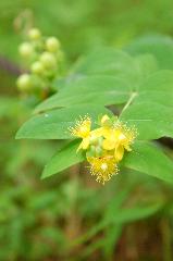 京の水無月花暦 : 小ぶりのヒメヒペリカム(西洋金糸梅)