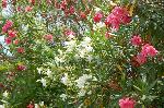 京の水無月花暦 : 八重の薄紅と一重の白のキョウチクトウ