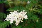 京の水無月花暦 : ニワナナカマド