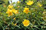 京の水無月花暦 : 金糸梅の垣根